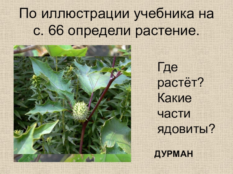 Где растут какие. Презентация на тему растения прекрасные но опасные. Растения учебник иллюстрация. 3 Класс растения прекрасные но опасные сообщение. Красивые но опасные растения 3 класс.