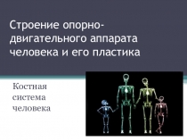 Презентация по пластической анатомии на тему Строение опорно-двигательного аппарата
