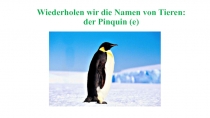 Презентация к уроку по немецкому языку как второму иностранному (5 класс) на тему Животные