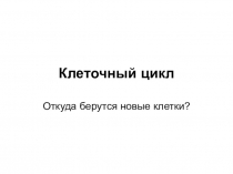 Презентация по биологии на темуКлеточный цикл(10 класс)