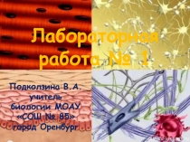 Лабораторная работа № 1. Изучение строения тканей (8 класс)