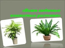 Наши любимые комнатные растения Презентация