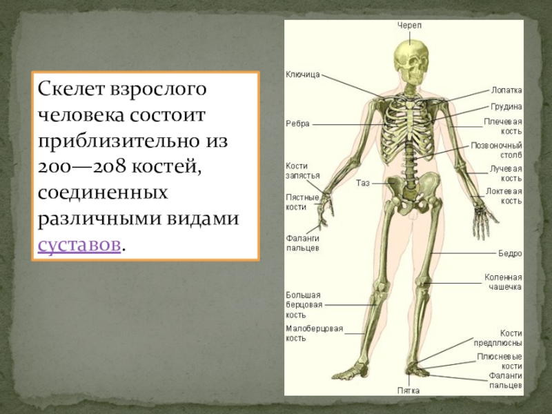 Скелетная система презентация на английском