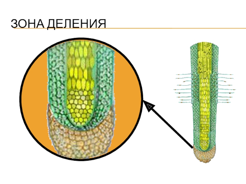 Корневой чехлик тип ткани