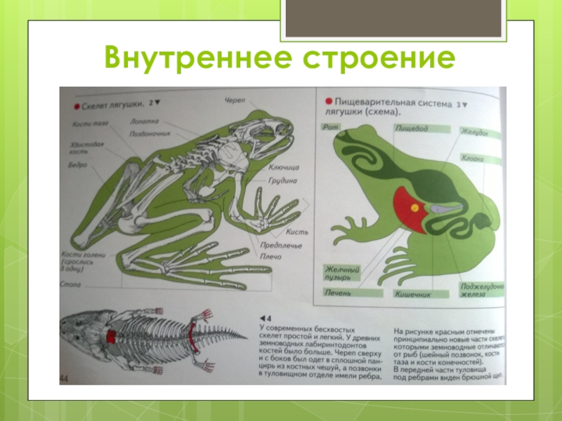 7 класс презентация внутреннее строение земноводных