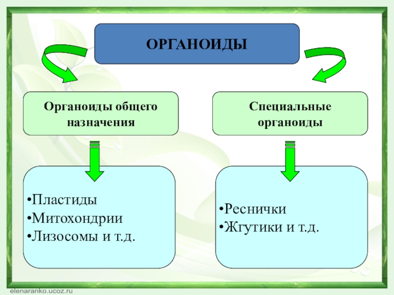 ОРГАНОИДЫОрганоиды общегоназначенияСпециальныеорганоидыПластидыМитохондрииЛизосомы и т.д. РесничкиЖгутики и т.д.