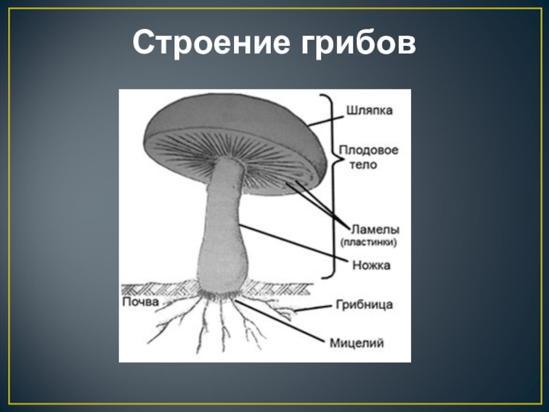 Из чего состоит гриб картинки