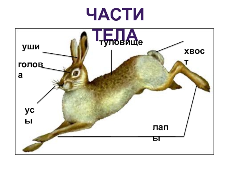 Чем питаются зайцы картинки для детей