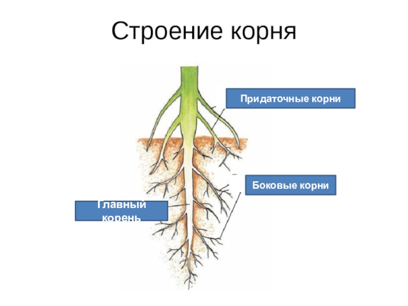 Придаточными называются корни. Главный корень боковой корень придаточный корень. Строение корня боковые придаточные. Придаточные корни и боковые корни. Главный корень боковые и придаточные корни.