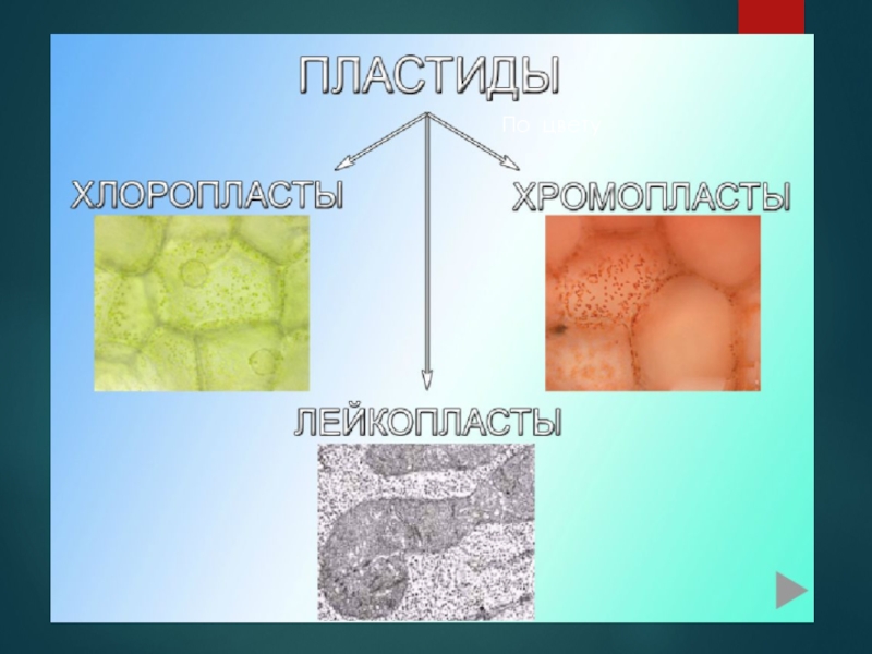 Пластиды 5 класс биология. Пластиды это 5 класс. Лейкопласты встречаются в. Пластиды по биологии 5 класс. Пластиды клетки это 5 класс.