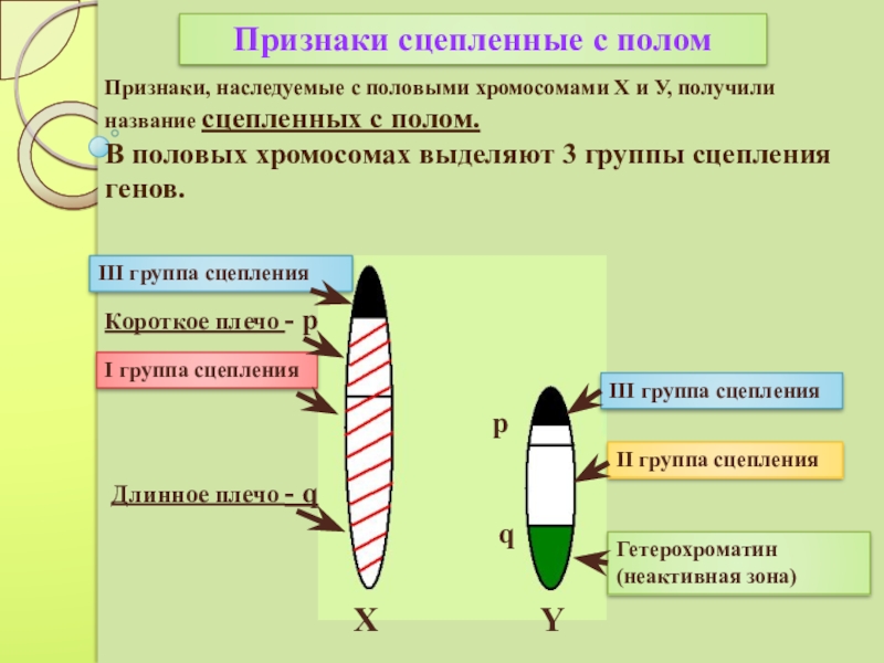 Сцепление с полом. Признаки сцепления с полом. Гены сцепленные с полом. Признаки наследуемые с половыми хромосомами. Признаки сцепленные с полом.