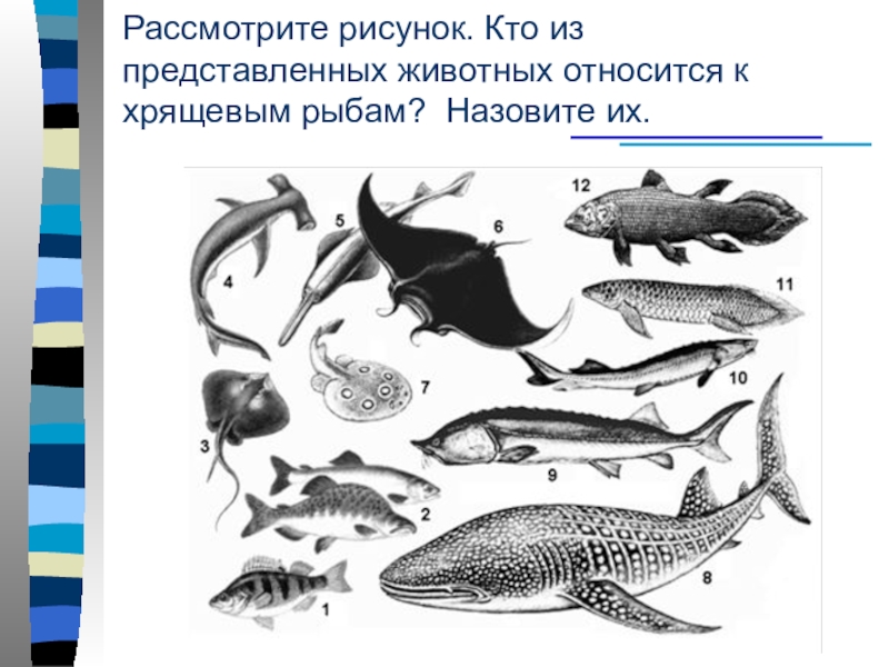 К какому классу относят животных. Костно-хрящевые рыбы представители. Хрящевые рыбы представители. Разнообразие хрящевых рыб. Многообразие костистых рыб.