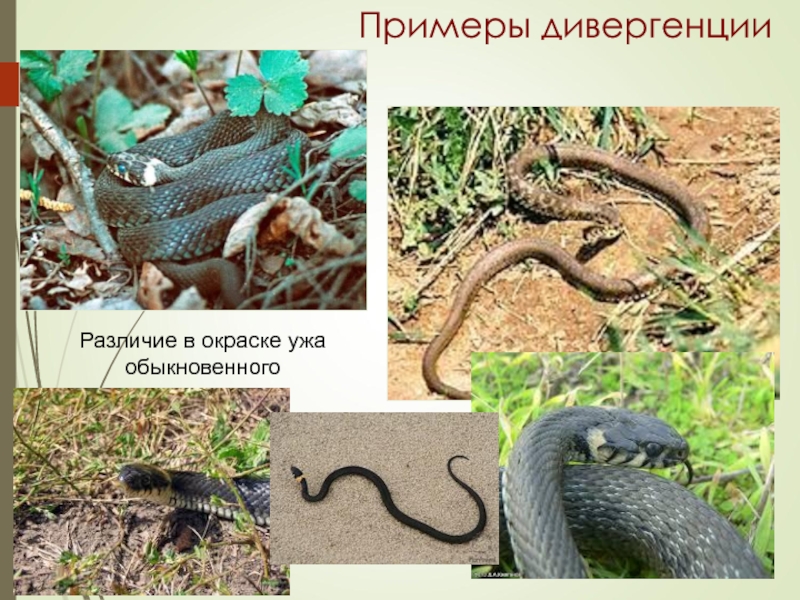 дивергенция процесс расхождения признаков. дивергенция примеры животных. дивергенция примеры. дивергенция примеры. дивергенция примеры животных.