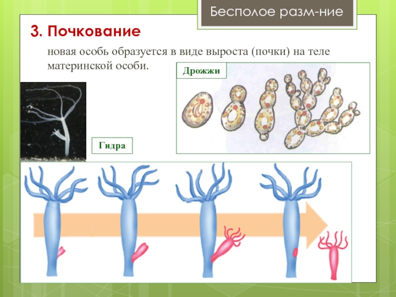 Почкованием размножаются. Схема процесса почкования. Организмы размножающиеся почкованием. Почкование кишечнополостных. Размножение организмов почкование.