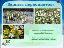 Презентация по биологии  Защита первоцветов