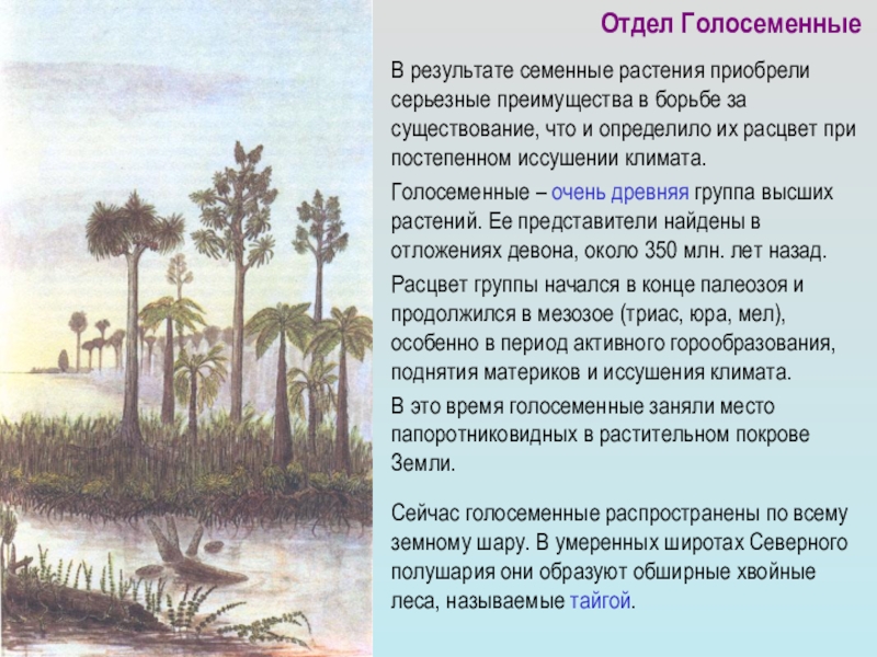 Голосеменные растения 7 класс. Сообщение о голосеменных растениях 7 класс. Голосеменные растения доклад. Доклад отдел Голосеменные. Доклад на тему Голосеменные.