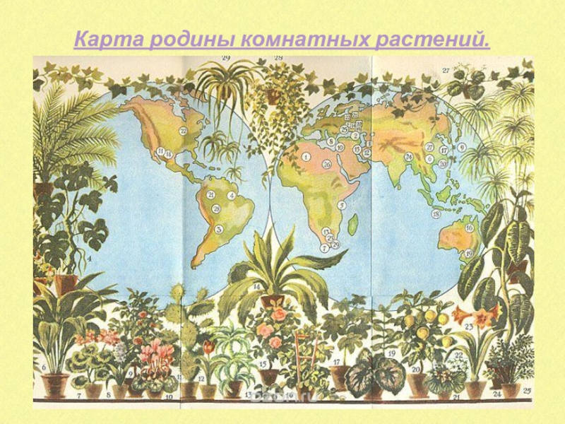 Карта родины комнатных растений.