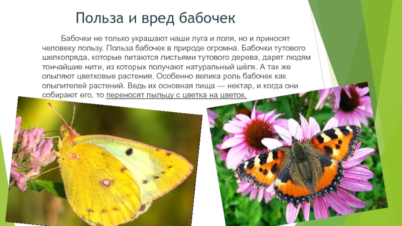 Какой вред бабочек. Польза и вред бабочек. Польза и вред бабочек в природе. Бабочки и их роль в жизни. Польза бабочек.