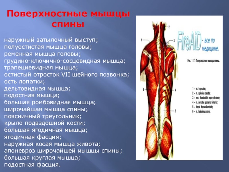 Место прикрепления широчайшей мышцы спины