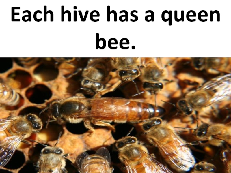 Each hive has a queen bee.