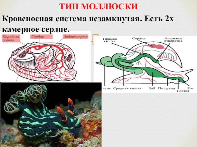 Кровеносный моллюск. Тип моллюски кровеносная система. Кровеносная система моллюсков 7 класс биология. Тип моллюски сердце и Тип кровеносной системы. Незамкнутая кровеносная система у моллюсков.