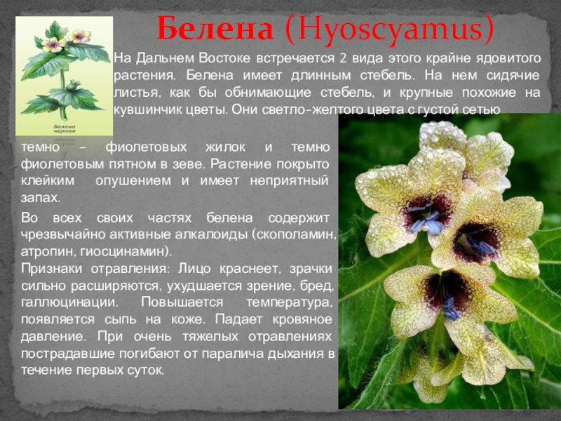 Ядовитые растения пензенской области фото и описание