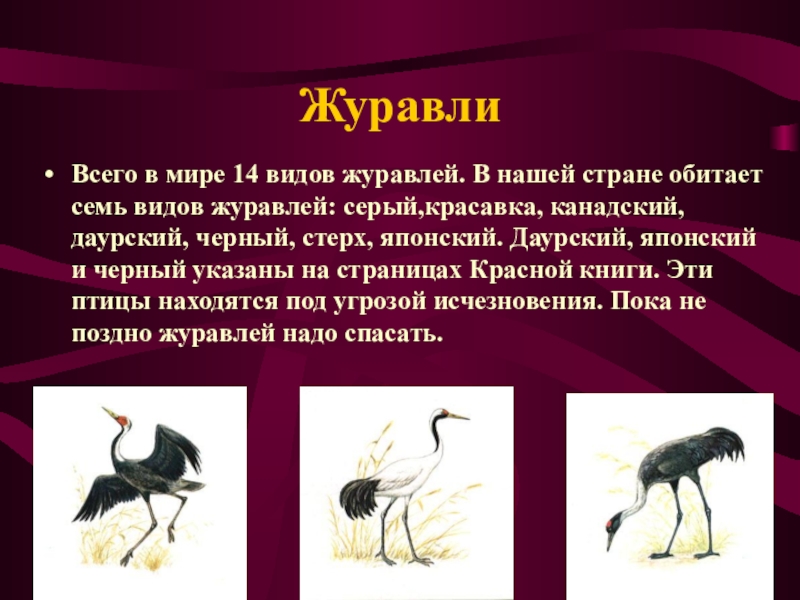 Журавли в каком году написана. Журавль красавка красная книга. Белый журавль Стерх красная книга. Доклад о Журавле. Тема для презентации Журавли.