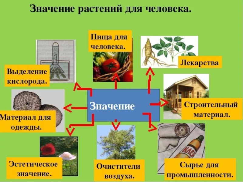 План проекта по биологии