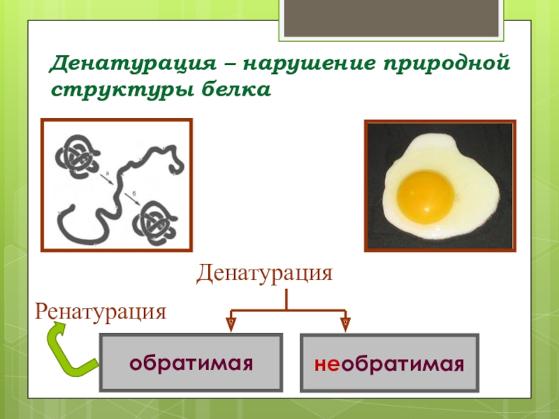 Нарушение природной. Денатурация нарушение природной структуры белка. Денатурация белка структуры. Обратимая и необратимая денатурация белка. Необратимая денатурация.