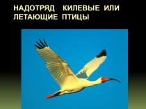 Презентация по биологии по теме Птицы  Надотряд килевые или летающие птицы.