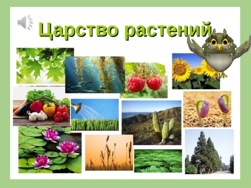 Царство растения ответ. Царство растений. Царство растений презентация. Многообразие царства растений. Царство растений для дошкольников.