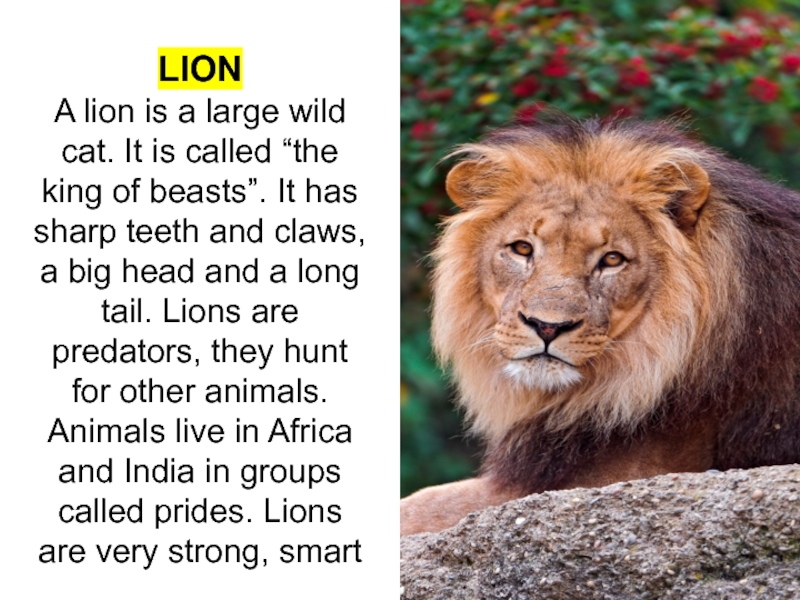 Как переводится лев. Were Lion. Lion перевод. Lion предложения. Лев перевод на английский.