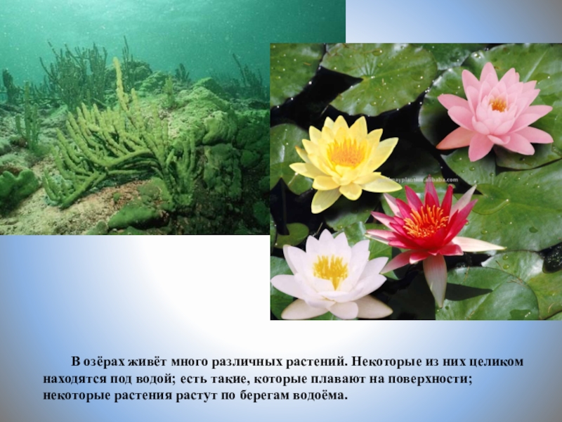 Сообщество озеро 3 класс. Растения озера. Растения обитающие в озере. Какие растения обитают в Озерах. Цветы которые обитают в озере..