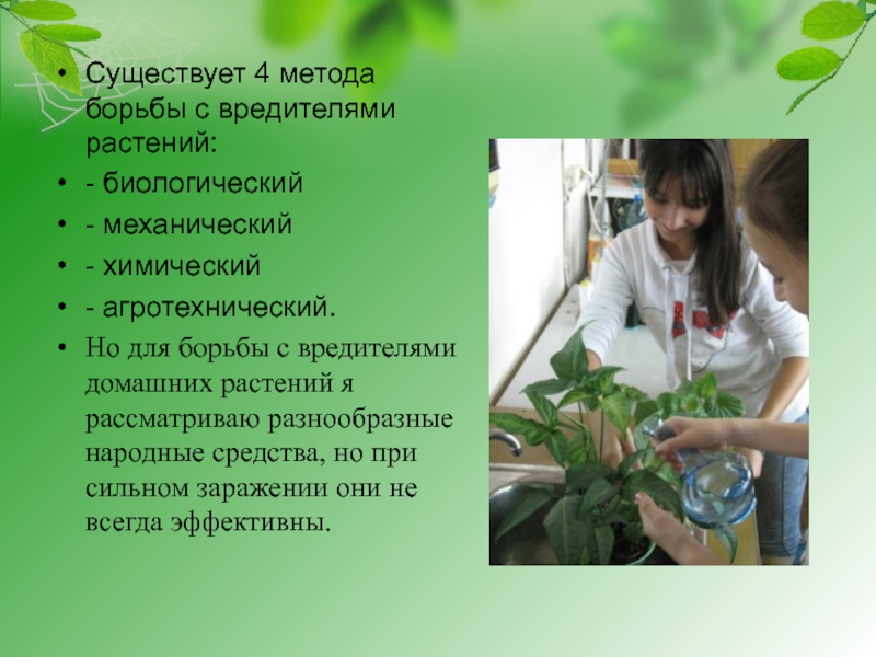 Существует 4 метода борьбы с вредителями растений:- биологический- механический- химический- агротехнический.Но для борьбы с вредителями домашних растений