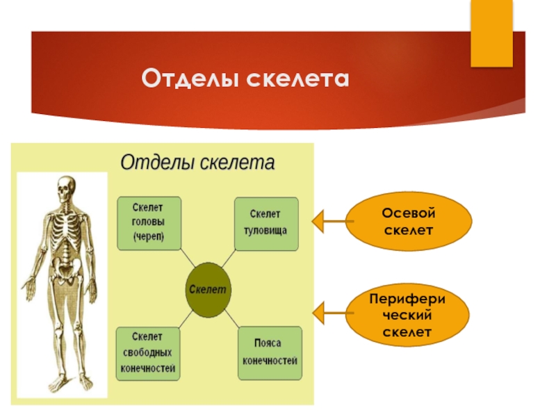 К добавочному скелету человека относятся. Осевой отдел скелета. Отделы добавочного скелета. Осевой и периферический скелет. Осевой и добавочный скелет.
