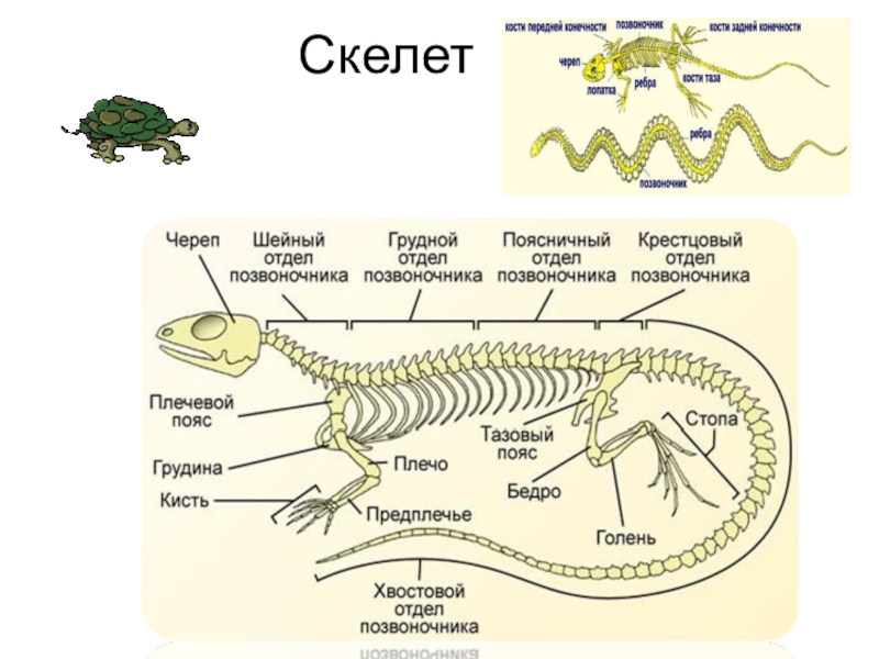 Сравните череп ящерицы и собаки назовите отличия. Строение скелета крокодила схема. Строение скелета прыткой ящерицы. Внутренний осевой скелет пресмыкающихся. Внешнее строение и скелет ящерицы.