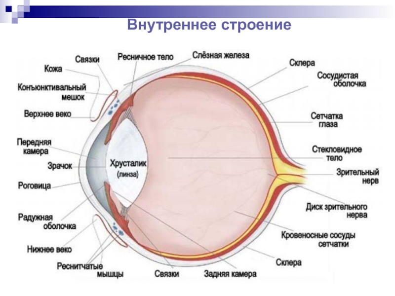 Строение органа зрения схема