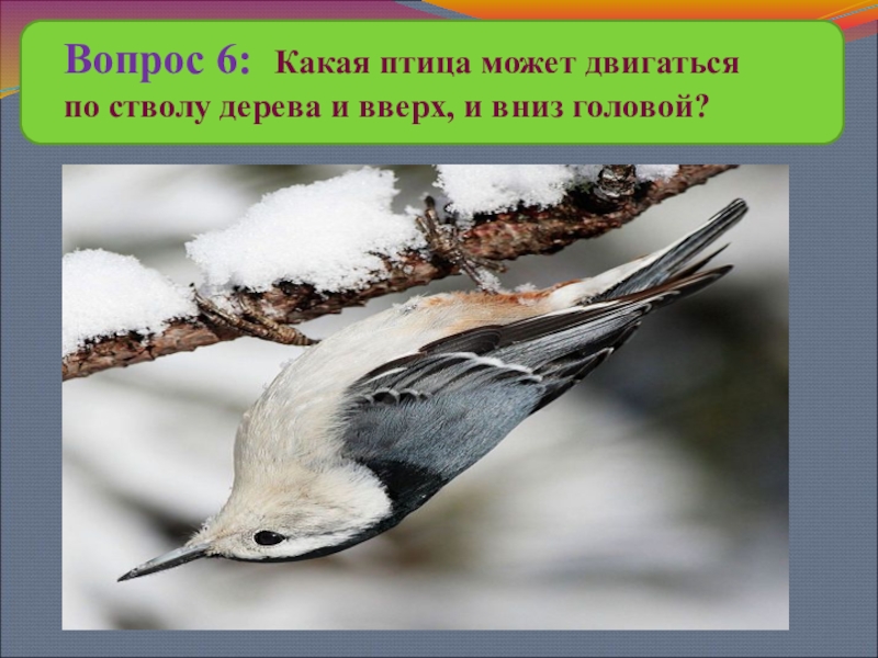 Птицы нашего края. Какая птица передвигается вниз головой. Какая птица может двигаться по стволу вниз головой. Какая птица двигается по стволу дерева вниз головой. Птица которая может передвигаться по стволам деревьев вниз головой.