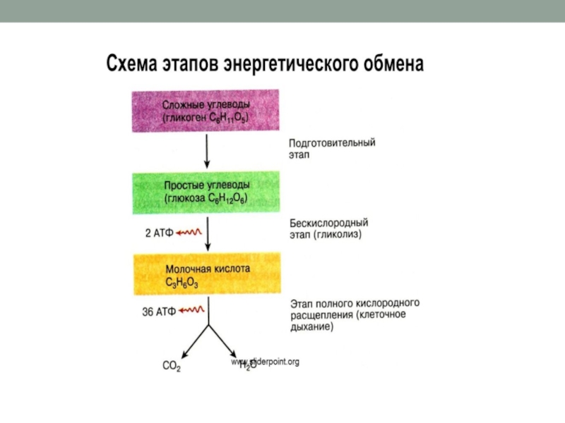 Энергетический обмен презентация 11 класс биология - 86 фото