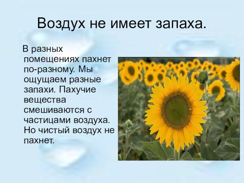 Воздух не имеет. Воздух не имеет запаха. Опыт воздух не имеет запаха. Воздух имеет запах. Воздух без вкуса и запаха.