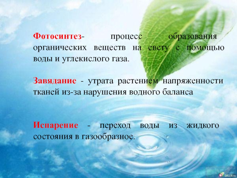Вода при фотосинтезе и дыхании. Роль воды для растений. Роль воды в жизни растений. Роль воды в растительном организме. Вода в фотосинтезе.