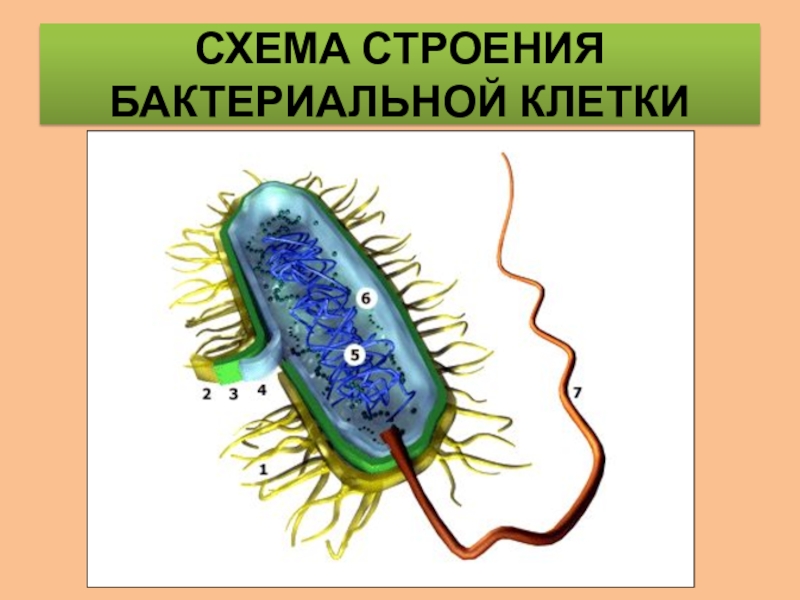 Строение клетки бактерии рисунок