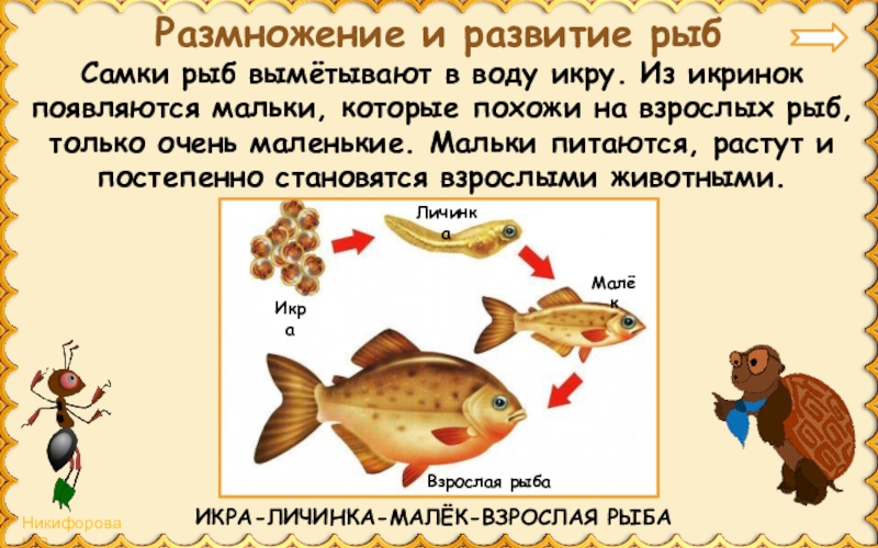 Окружающий мир 3 класс размножение животных презентация. Малек взрослая рыба. От малька до взрослой рыбы. Размножение и развитие рыб 3 класс. Икринка взрослая рыба.