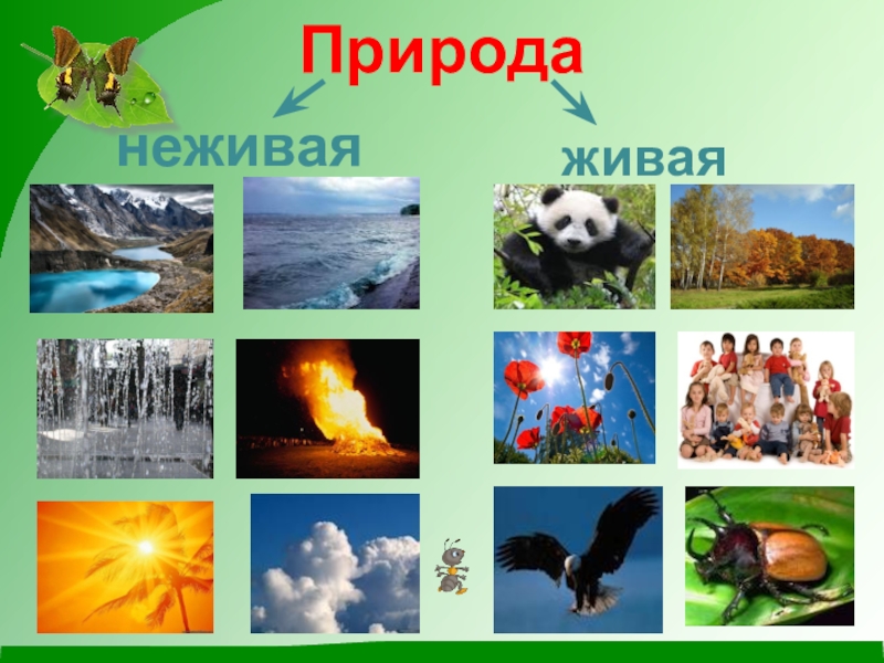 Что такое неживая природа. Живая и неживая природа для дошкольников. Живая неживая природа для детей. Картинки Живая и неживая природа для дошкольников. Живая неживая природа для детей 1 класса.