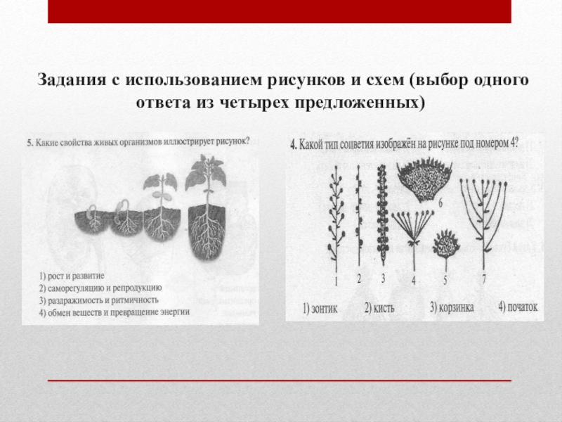 Какой биологический процесс изображен на рисунке. Схематическое изображение уровня организации растений. Схема отбор волос. Картинки схема КРИСТАЛЛОВИДНЫЙ. Какой уровень организации живого изображен на рисунке ОГЭ.