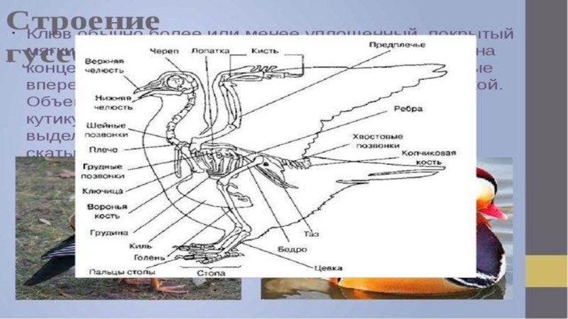 Строение птиц презентация 7 класс биология