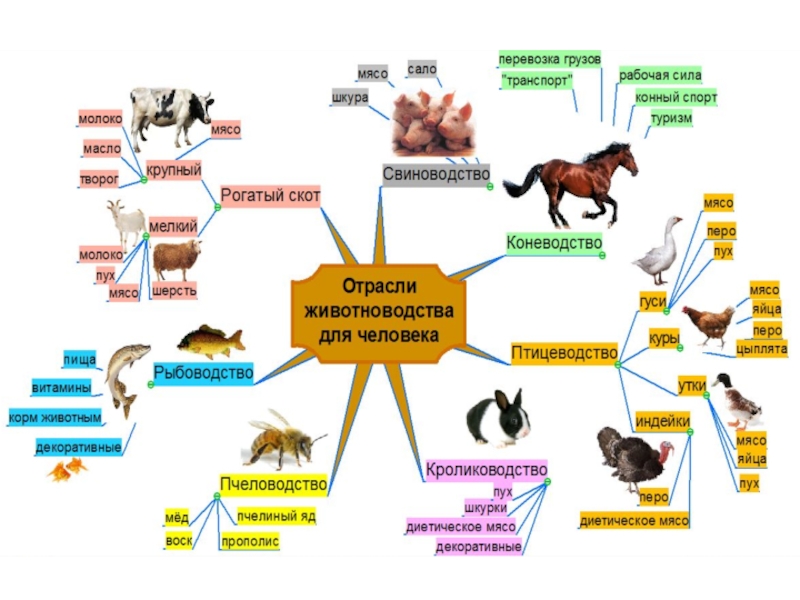 Интеллект карта детский сад