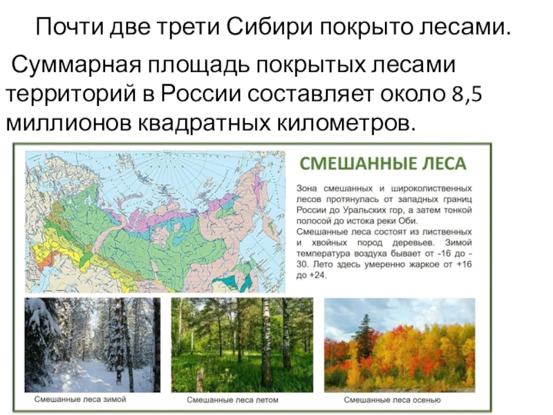 Смешанные и широколиственные леса на карте России. Лесная зона занимает большую часть климатического
