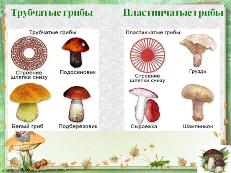 Грибы 5 класс. Как подписать грибы. Подарок грибы как подписать. Как подписать игру про грибы. Сторис про грибы как подписать.