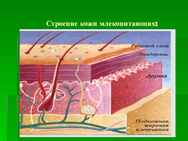 Кожа животных схема